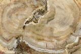 Beautiful Petrified Wood (Araucaria) Slab - Madagascar #344658-1